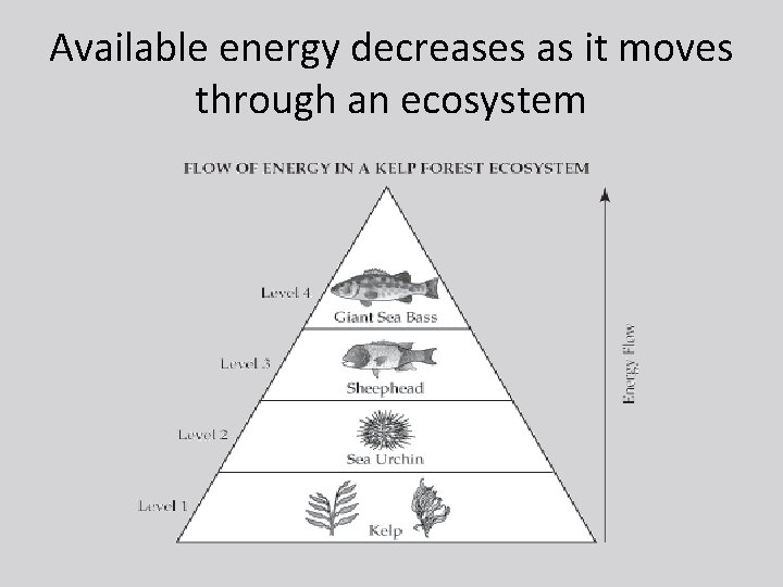 Available energy decreases as it moves through an ecosystem 