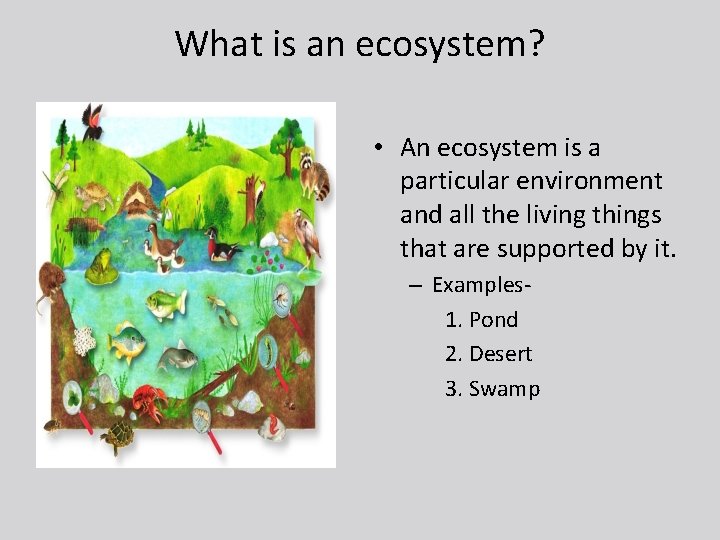What is an ecosystem? • An ecosystem is a particular environment and all the