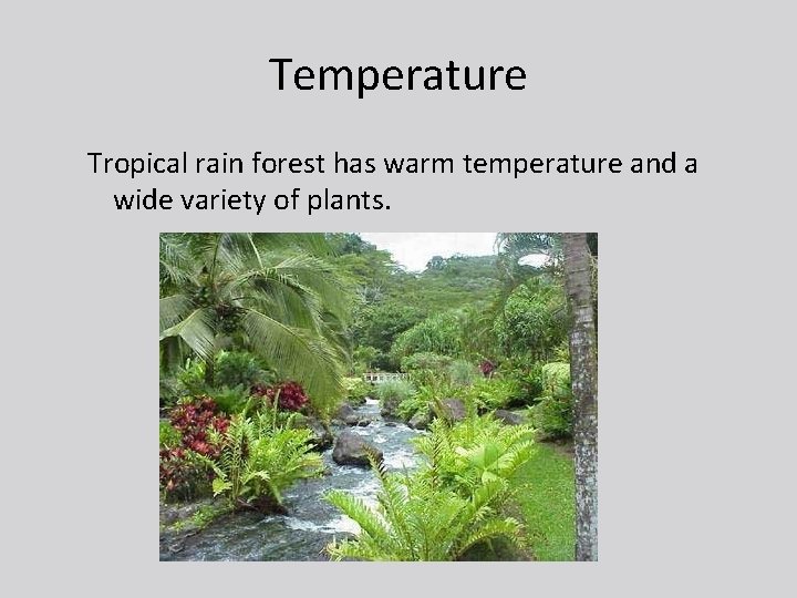 Temperature Tropical rain forest has warm temperature and a wide variety of plants. 