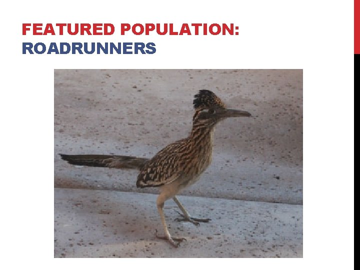 FEATURED POPULATION: ROADRUNNERS 