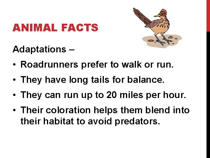 ANIMAL FACTS Adaptations – • Roadrunners prefer to walk or run. • They have