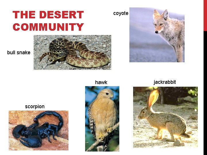 THE DESERT COMMUNITY coyote bull snake hawk scorpion jackrabbit 