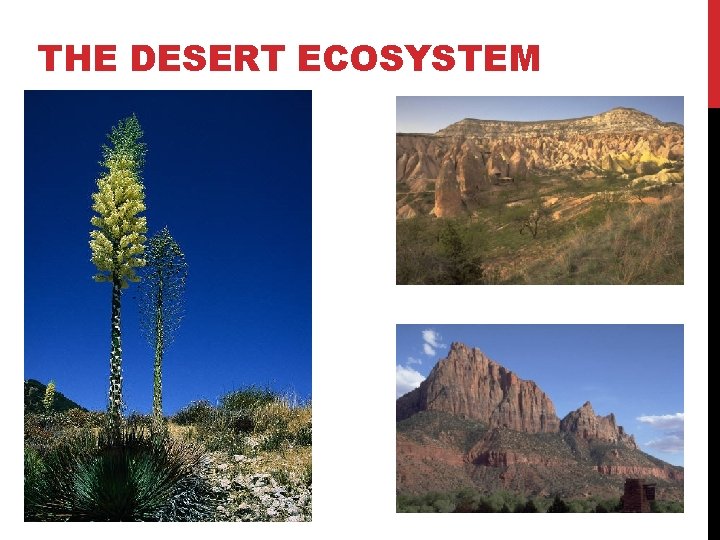 THE DESERT ECOSYSTEM 