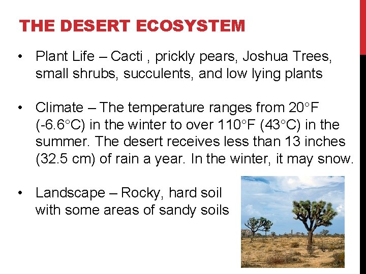 THE DESERT ECOSYSTEM • Plant Life – Cacti , prickly pears, Joshua Trees, small