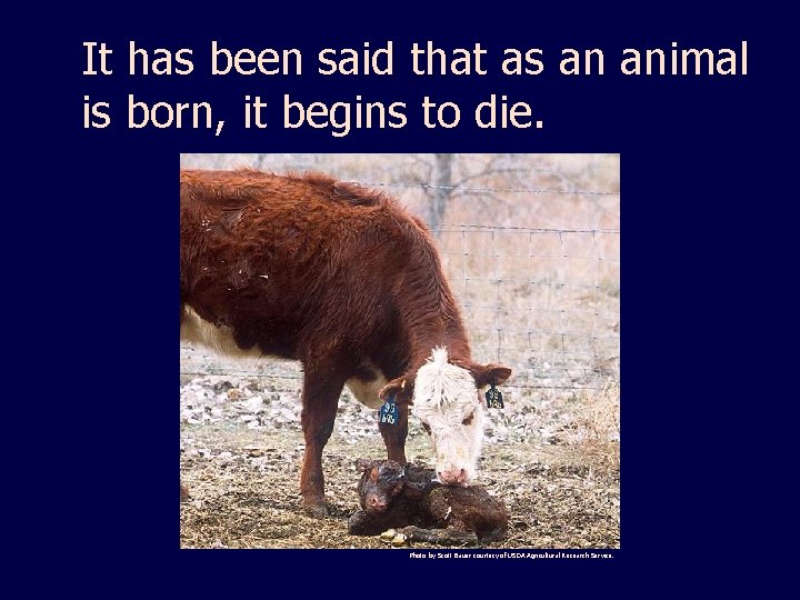 It has been said that as an animal is born, it begins to die.