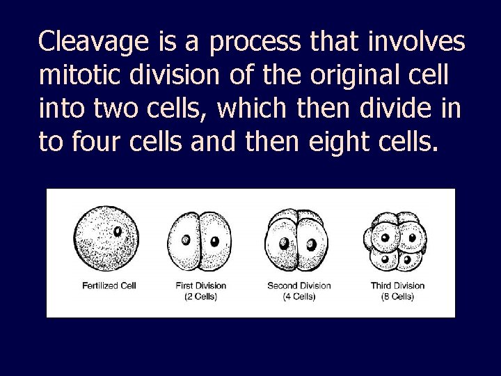 Cleavage is a process that involves mitotic division of the original cell into two
