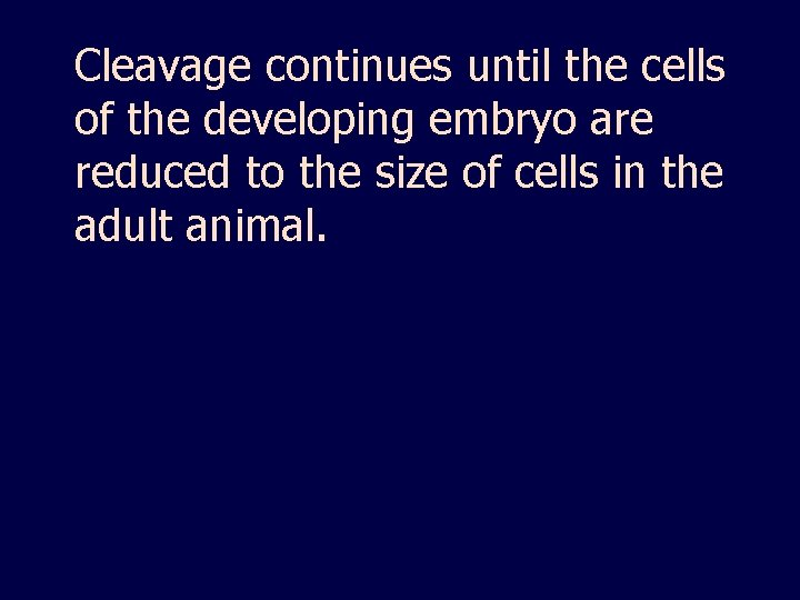 Cleavage continues until the cells of the developing embryo are reduced to the size