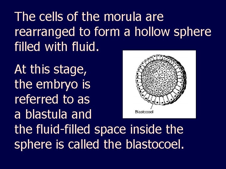 The cells of the morula are rearranged to form a hollow sphere filled with