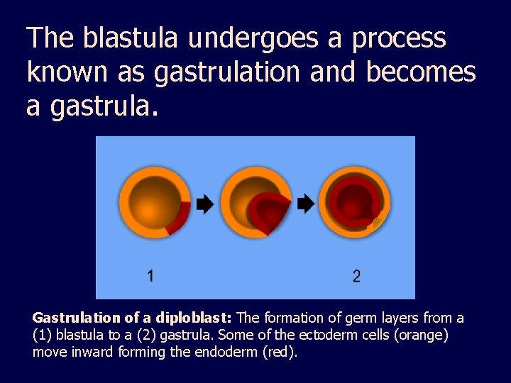 The blastula undergoes a process known as gastrulation and becomes a gastrula. Gastrulation of