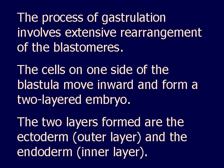 The process of gastrulation involves extensive rearrangement of the blastomeres. The cells on one