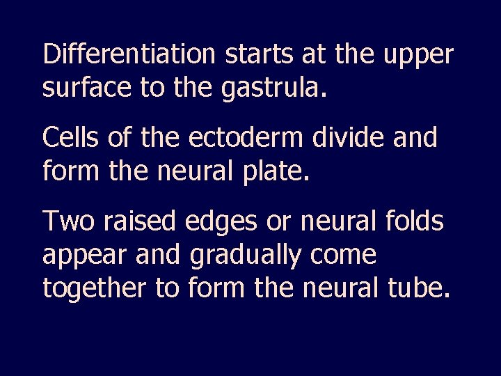 Differentiation starts at the upper surface to the gastrula. Cells of the ectoderm divide