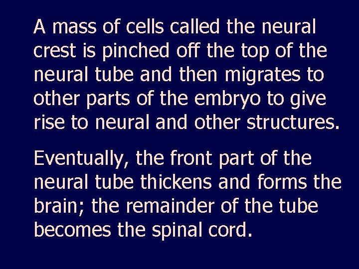 A mass of cells called the neural crest is pinched off the top of