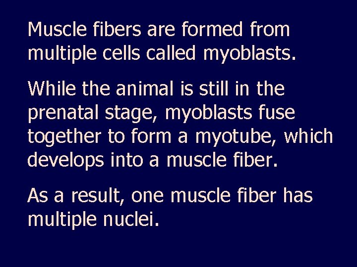 Muscle fibers are formed from multiple cells called myoblasts. While the animal is still