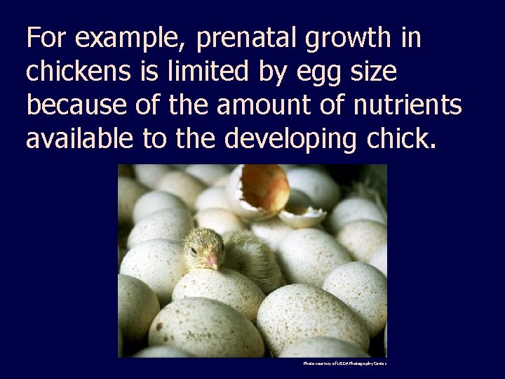 For example, prenatal growth in chickens is limited by egg size because of the