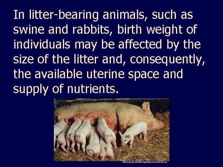 In litter-bearing animals, such as swine and rabbits, birth weight of individuals may be