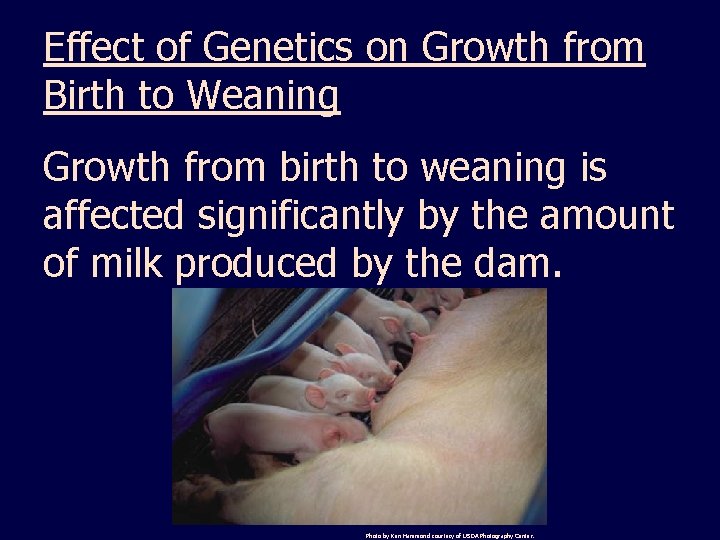 Effect of Genetics on Growth from Birth to Weaning Growth from birth to weaning