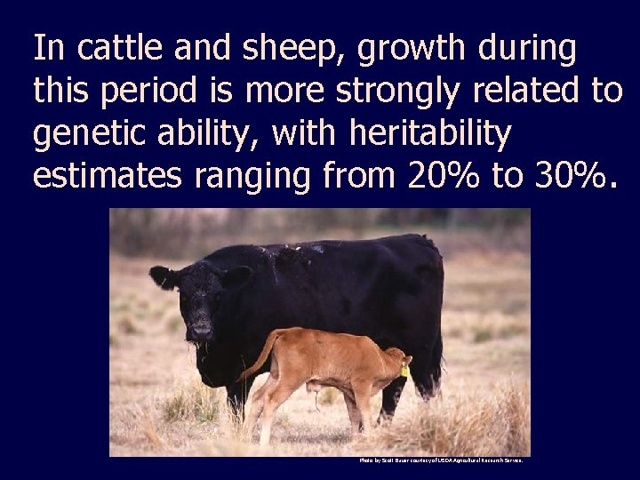 In cattle and sheep, growth during this period is more strongly related to genetic