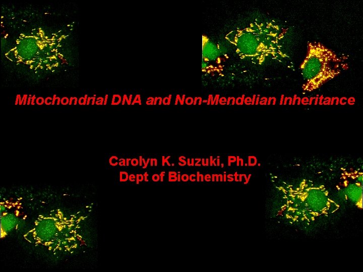 Mitochondrial DNA and Non-Mendelian Inheritance Carolyn K. Suzuki, Ph. D. Dept of Biochemistry 