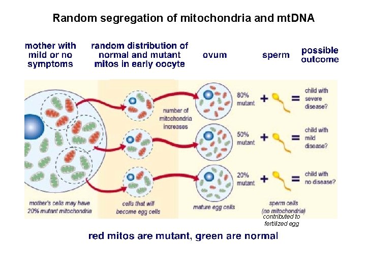 Random segregation of mitochondria and mt. DNA contributed to fertilized egg 