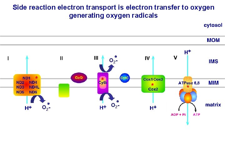 Side reaction electron transport is electron transfer to oxygen generating oxygen radicals O 2