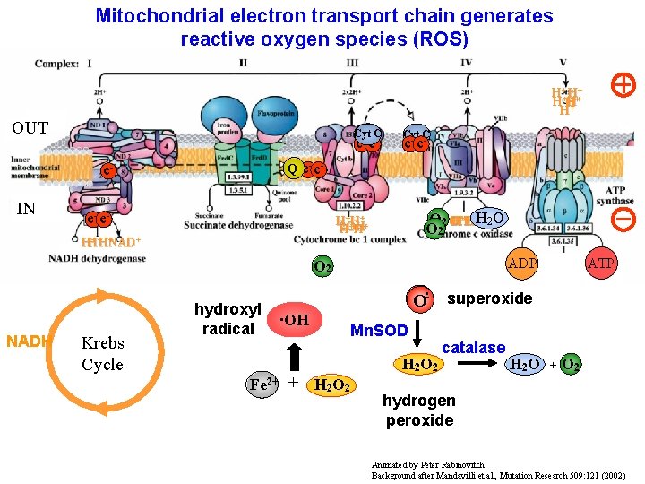 Mitochondrial electron transport chain generates reactive oxygen species (ROS) H+++ HH H H+ OUT