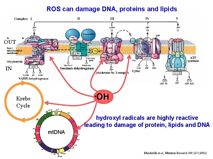 ROS can damage DNA, proteins and lipids OUT IN Krebs Cycle hydroxyl radicals are