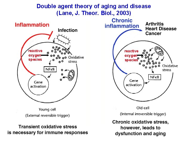 Double agent theory of aging and disease (Lane, J. Theor. Biol. , 2003) reactive