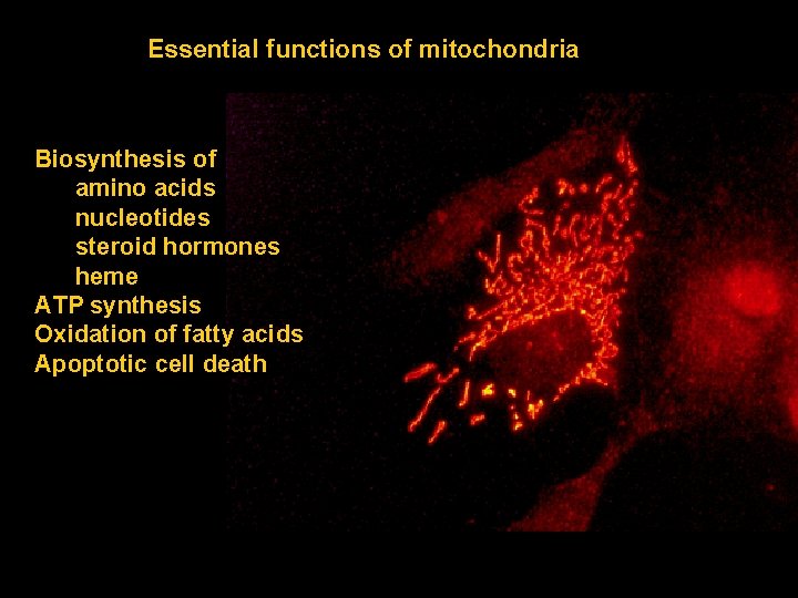 Essential functions of mitochondria Biosynthesis of amino acids nucleotides steroid hormones heme ATP synthesis