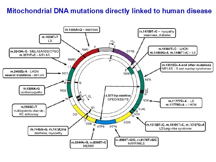 Mitochondrial DNA mutations directly linked to human disease 