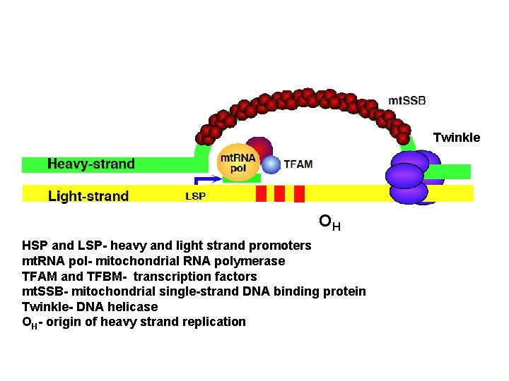 Twinkle OH HSP and LSP- heavy and light strand promoters mt. RNA pol- mitochondrial