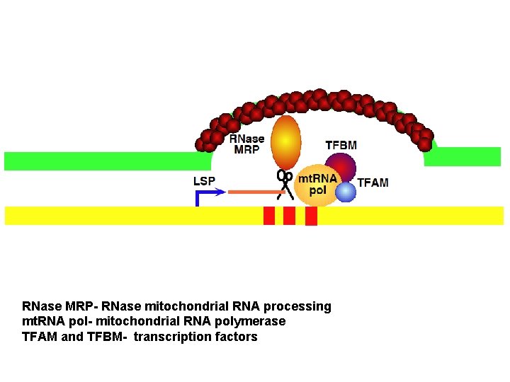 RNase MRP- RNase mitochondrial RNA processing mt. RNA pol- mitochondrial RNA polymerase TFAM and