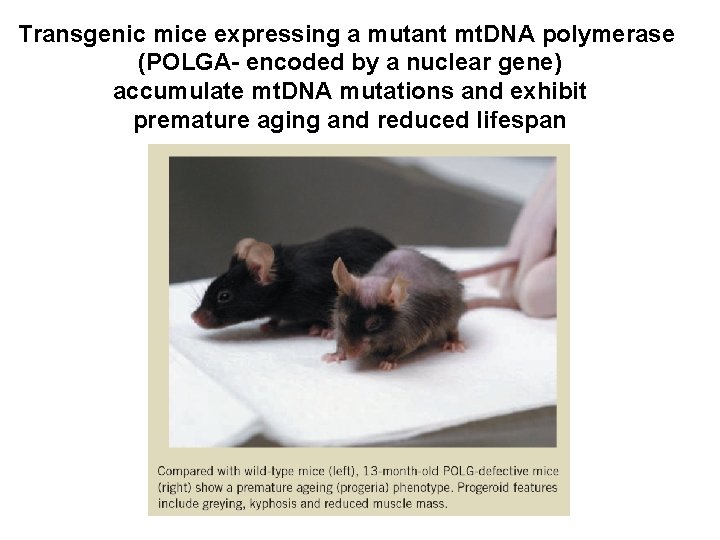 Transgenic mice expressing a mutant mt. DNA polymerase (POLGA- encoded by a nuclear gene)