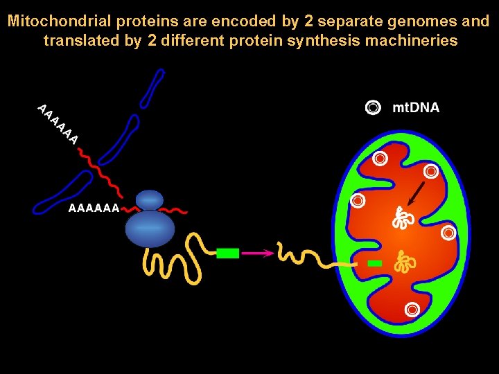Mitochondrial proteins are encoded by 2 separate genomes and translated by 2 different protein