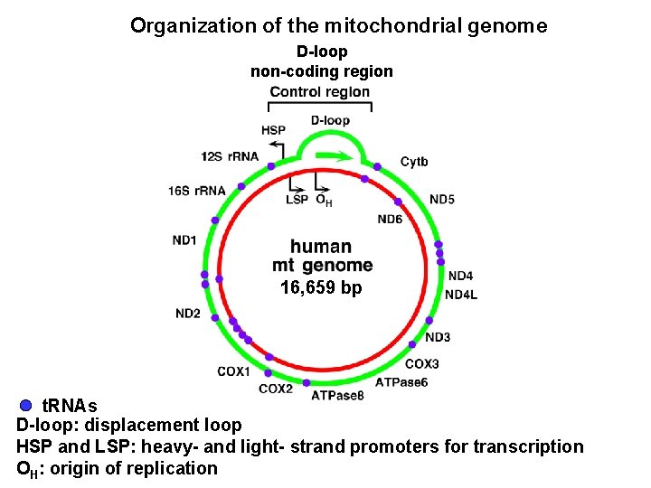 Organization of the mitochondrial genome D-loop non-coding region 16, 659 bp t. RNAs D-loop: