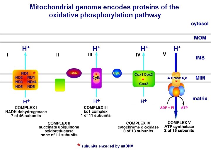 Mitochondrial genome encodes proteins of the oxidative phosphorylation pathway H+ H+ * subunits encoded