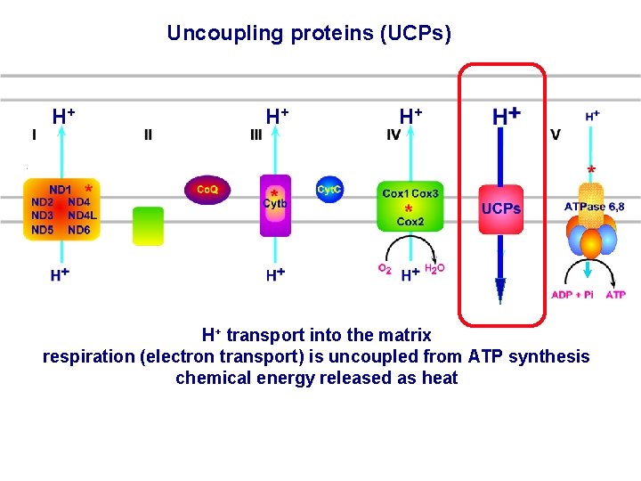 Uncoupling proteins (UCPs) H+ H+ transport into the matrix respiration (electron transport) is uncoupled