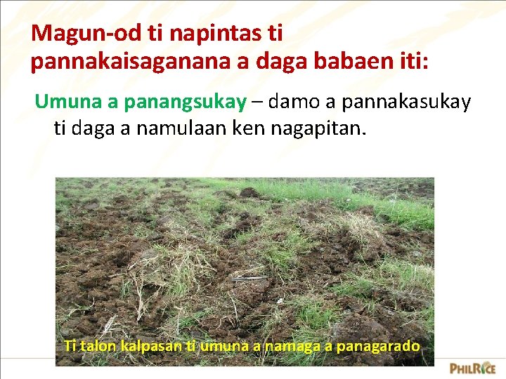 Magun-od ti napintas ti pannakaisaganana a daga babaen iti: Umuna a panangsukay – damo