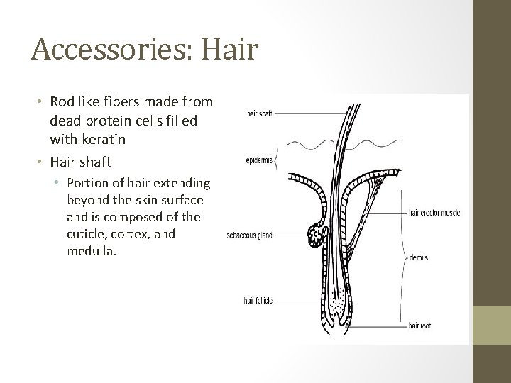 Accessories: Hair • Rod like fibers made from dead protein cells filled with keratin