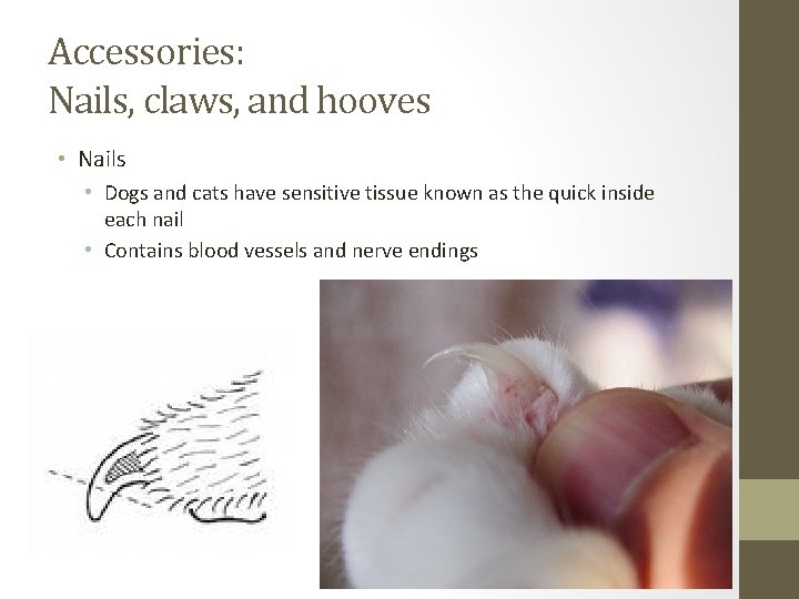 Accessories: Nails, claws, and hooves • Nails • Dogs and cats have sensitive tissue