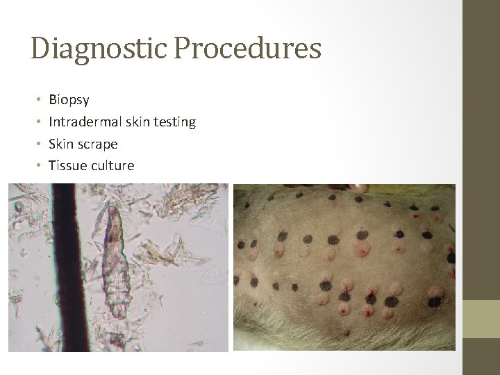 Diagnostic Procedures • • Biopsy Intradermal skin testing Skin scrape Tissue culture 