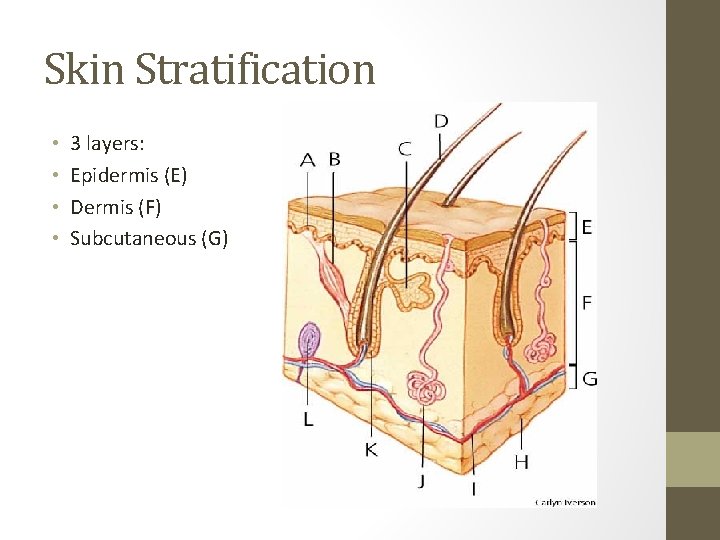 Skin Stratification • • 3 layers: Epidermis (E) Dermis (F) Subcutaneous (G) 