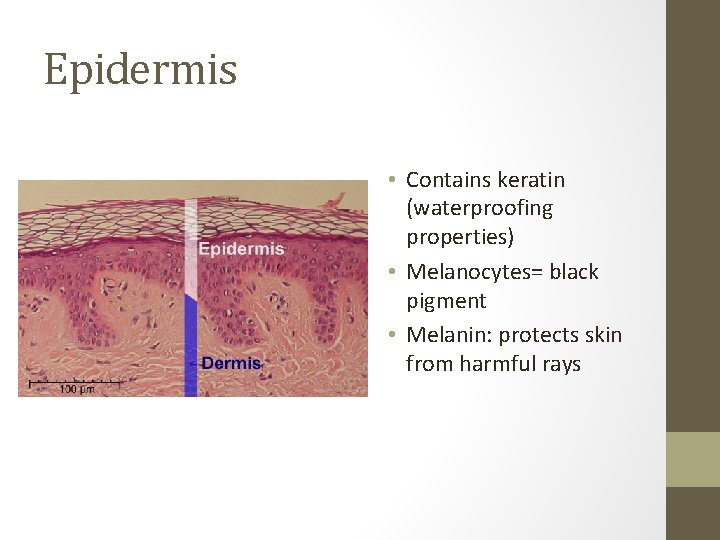 Epidermis • Contains keratin (waterproofing properties) • Melanocytes= black pigment • Melanin: protects skin