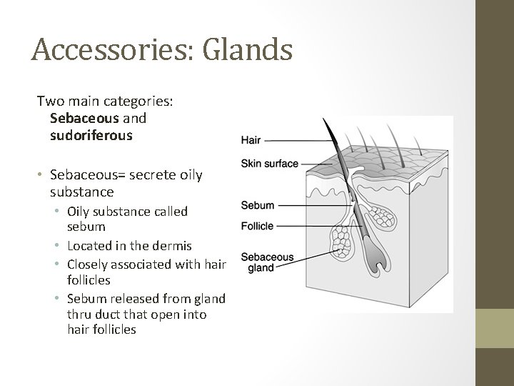 Accessories: Glands Two main categories: Sebaceous and sudoriferous • Sebaceous= secrete oily substance •