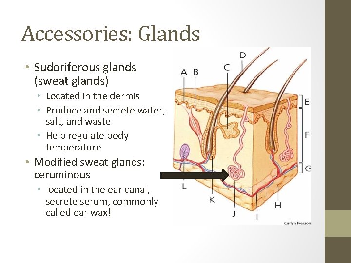 Accessories: Glands • Sudoriferous glands (sweat glands) • Located in the dermis • Produce