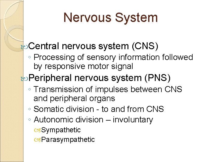 Nervous System Central nervous system (CNS) ◦ Processing of sensory information followed by responsive