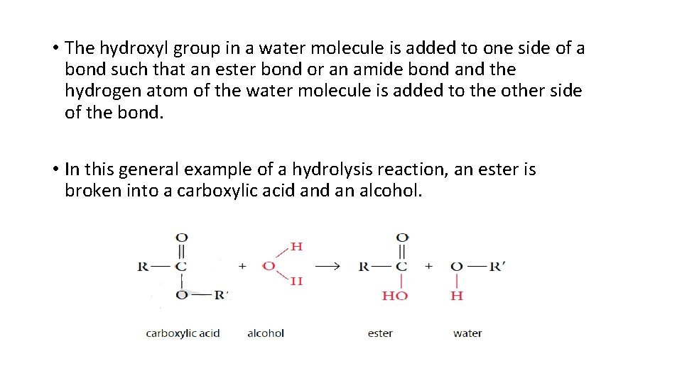  • The hydroxyl group in a water molecule is added to one side
