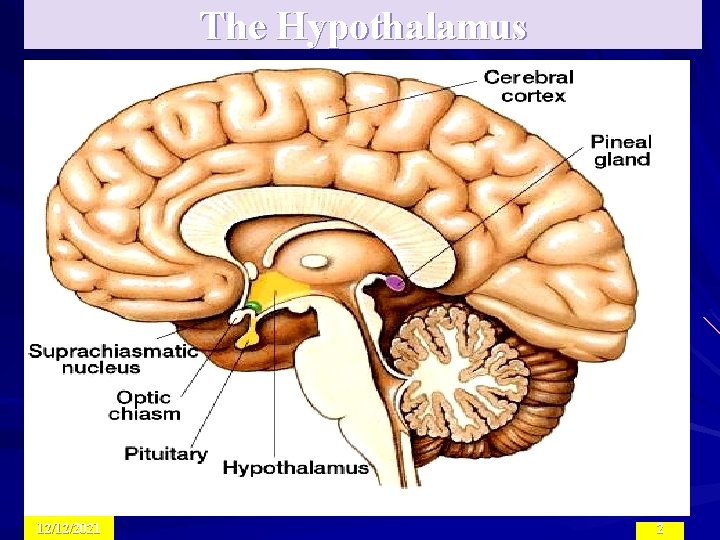 The Hypothalamus 12/12/2021 2 