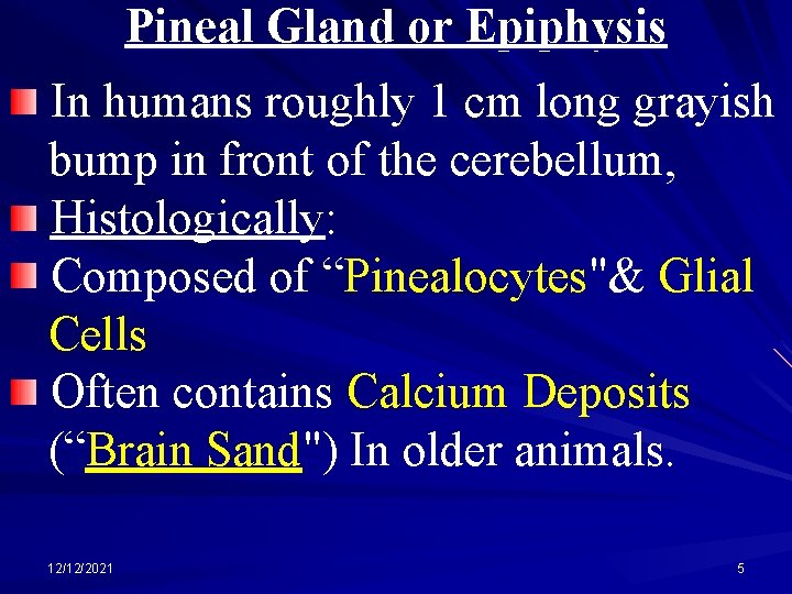 Pineal Gland or Epiphysis In humans roughly 1 cm long grayish bump in front