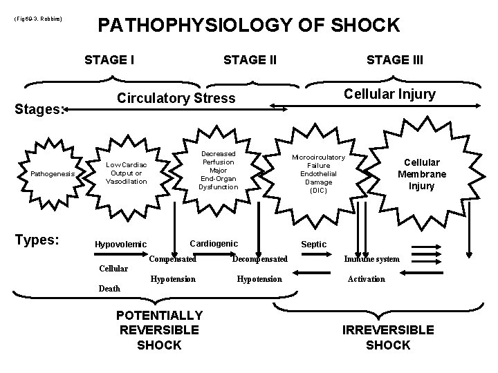(Fig 69 -3, Robbins) PATHOPHYSIOLOGY OF SHOCK STAGE I Stages: Pathogenesis Types: STAGE III