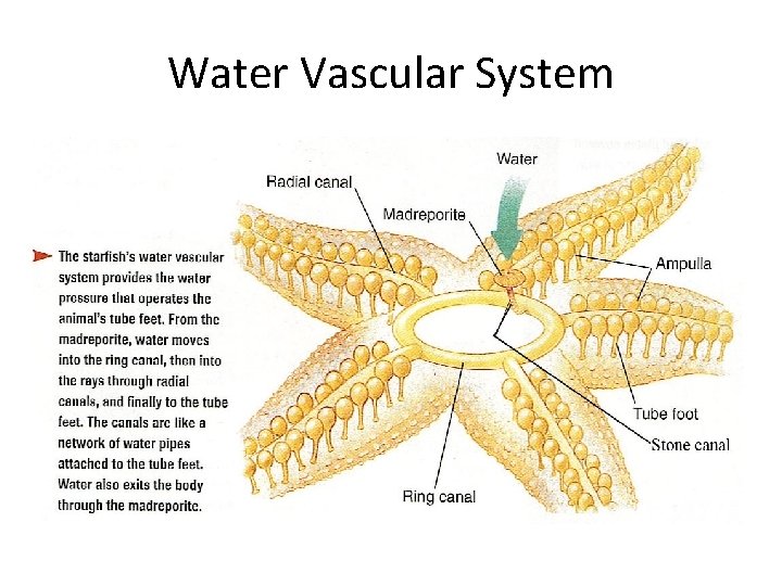 Water Vascular System 